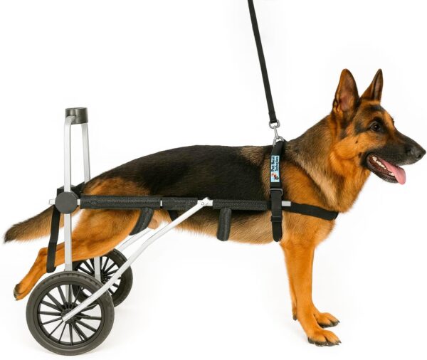 71nVK1UBQhL._AC_SL1500_.jpg Cadeira de Rodas para Cachorro de Grande Porte Tamanho XG Pet Best Soluções